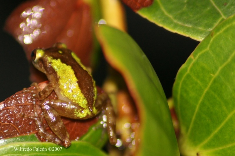 Cricket Coqui photo 3