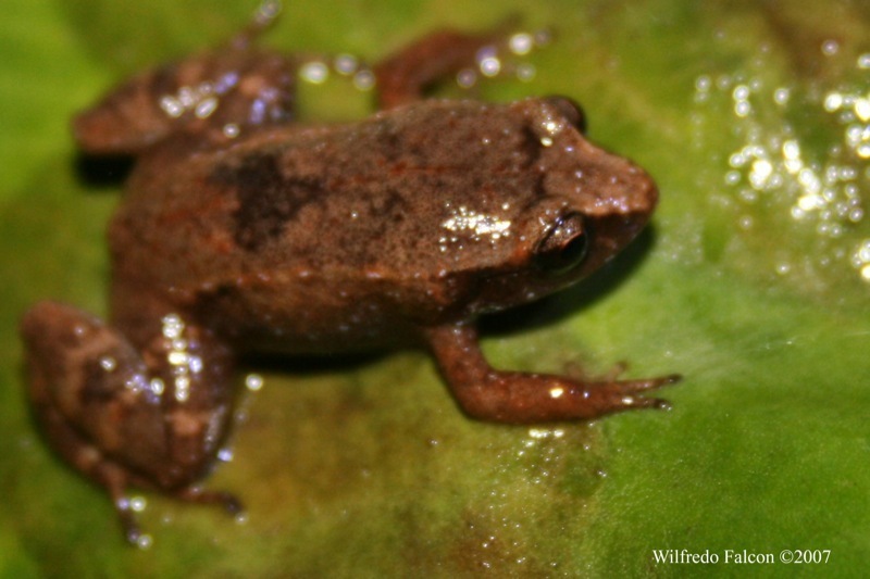 Burrowing Coqui