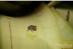 Eleutherodactylus monensis