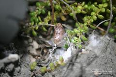 Eleutherodactylus monensis