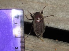 Phyllophaga crenulata