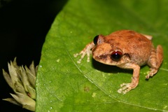 Eleutherodactylus antillensis