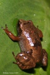 Eleutherodactylus unicolor