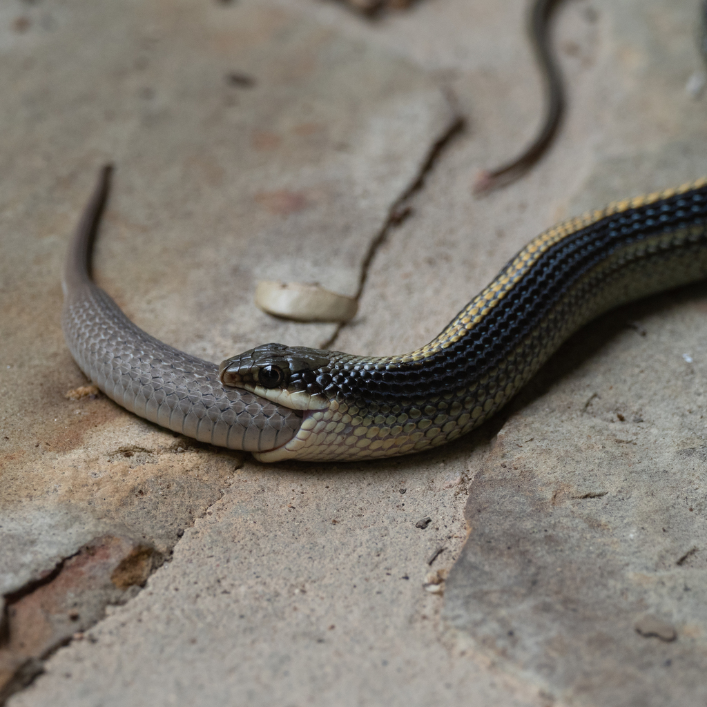 Texas Patch-nosed Snake In June 2021 By Jsmorph · INaturalist