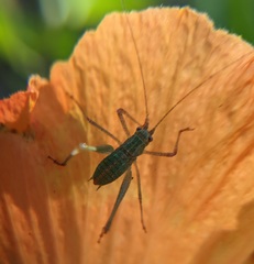 Phaneroptera nana