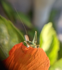 Phaneroptera nana