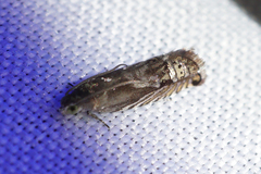 Grapholita eclipsana