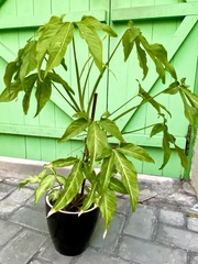 Syngonium podophyllum