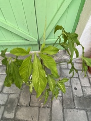 Syngonium podophyllum