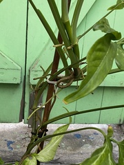 Syngonium podophyllum