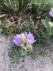 Astragalus laxmannii robustior