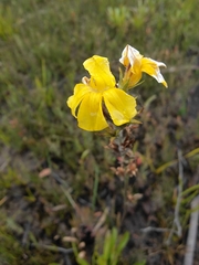 Goodenia glomerata