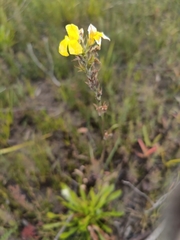Goodenia glomerata