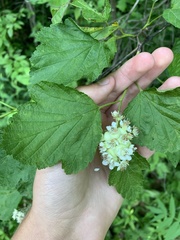 Physocarpus intermedius
