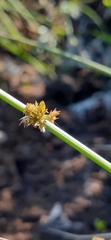 Juncus filiformis