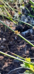 Juncus filiformis