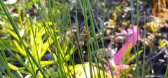 Juncus filiformis