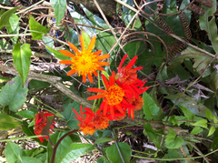 Pseudogynoxys chenopodioides