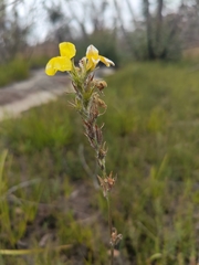 Goodenia glomerata