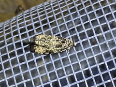Olethreutes furfuranum