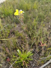 Goodenia glomerata