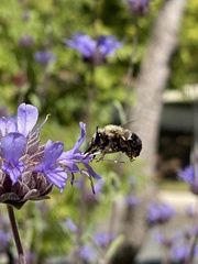 Habropoda tristissima