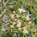 Lilaeopsis macloviana - Photo (c) Liana May,  זכויות יוצרים חלקיות (CC BY-NC), הועלה על ידי Liana May