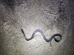 Pareas margaritophorus