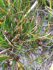 Juncus scheuchzerioides