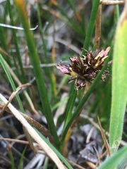 Juncus scheuchzerioides