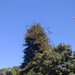 Nannopterum brasilianum