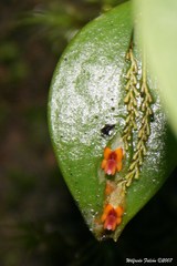 Lepanthes rupestris
