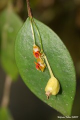 Lepanthes rupestris