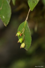 Lepanthes rupestris
