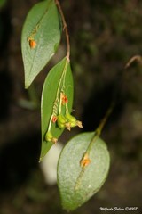 Lepanthes rupestris