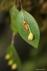 Lepanthes rupestris