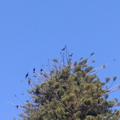 Nannopterum brasilianum