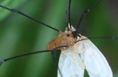 Leiobunum calcar