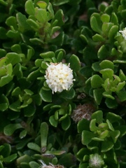 Baccharis magellanica