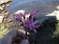 Nerine