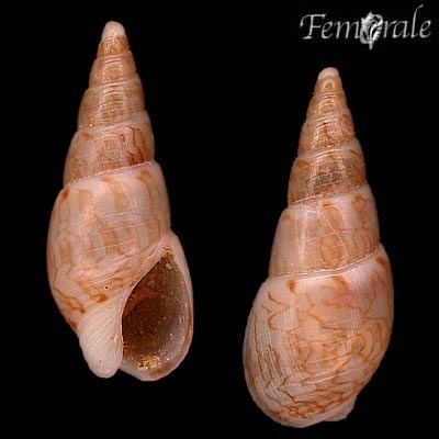Ploughshells