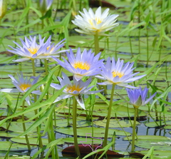Nymphaea elegans