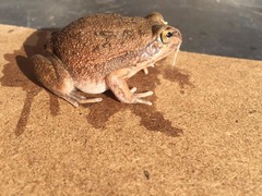 Ranoidea occidentalis