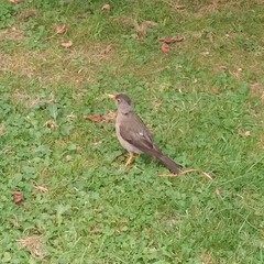 Turdus falcklandii