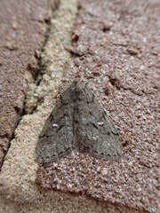 Paleacrita merriccata