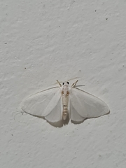 Lepidoptera
