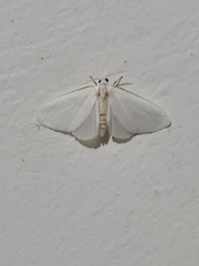 Lepidoptera
