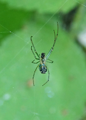 Leucauge venusta