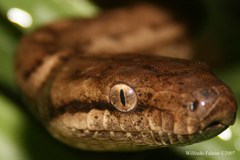 Puerto Rican Boa photo 4