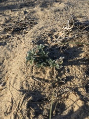 Astragalus trifoliatus